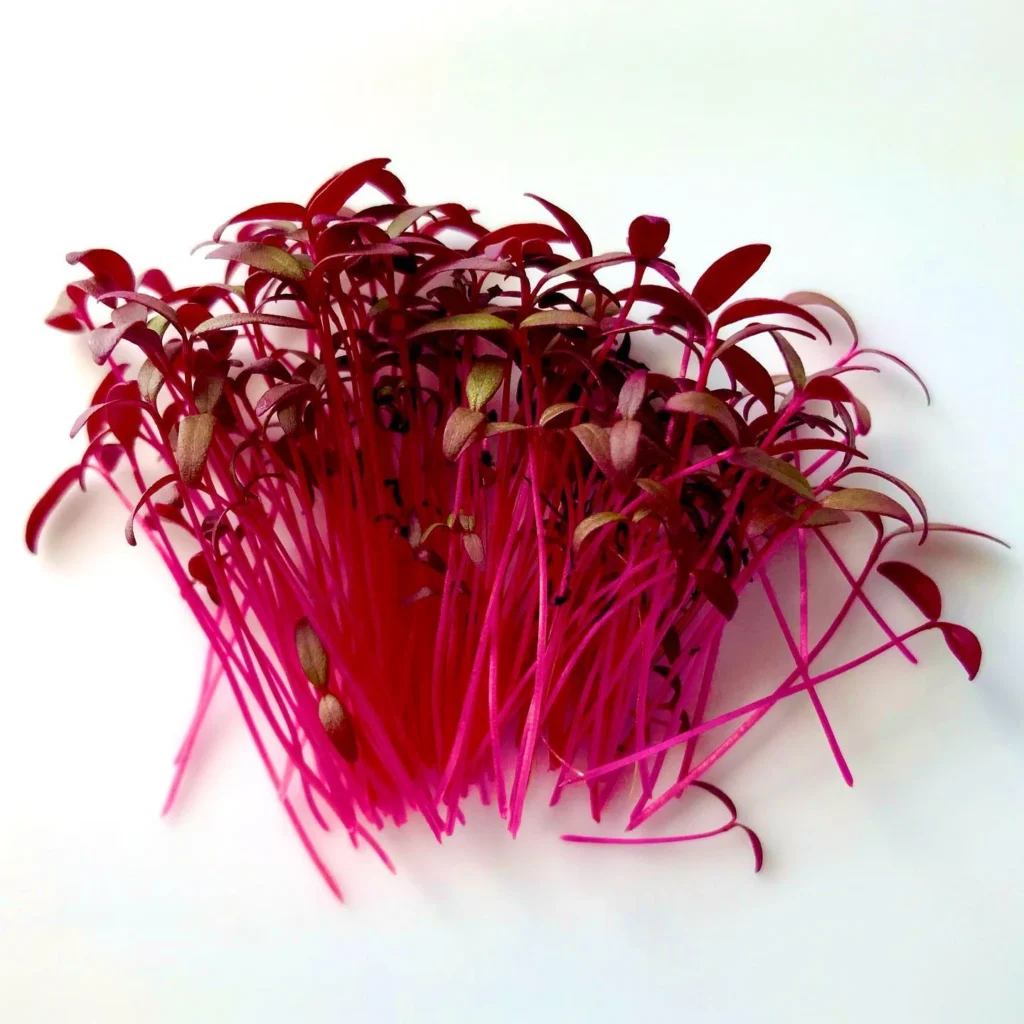Amaranth Microgreens