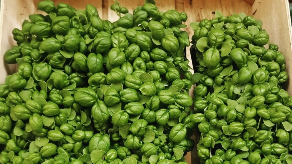 Basil Microgreens