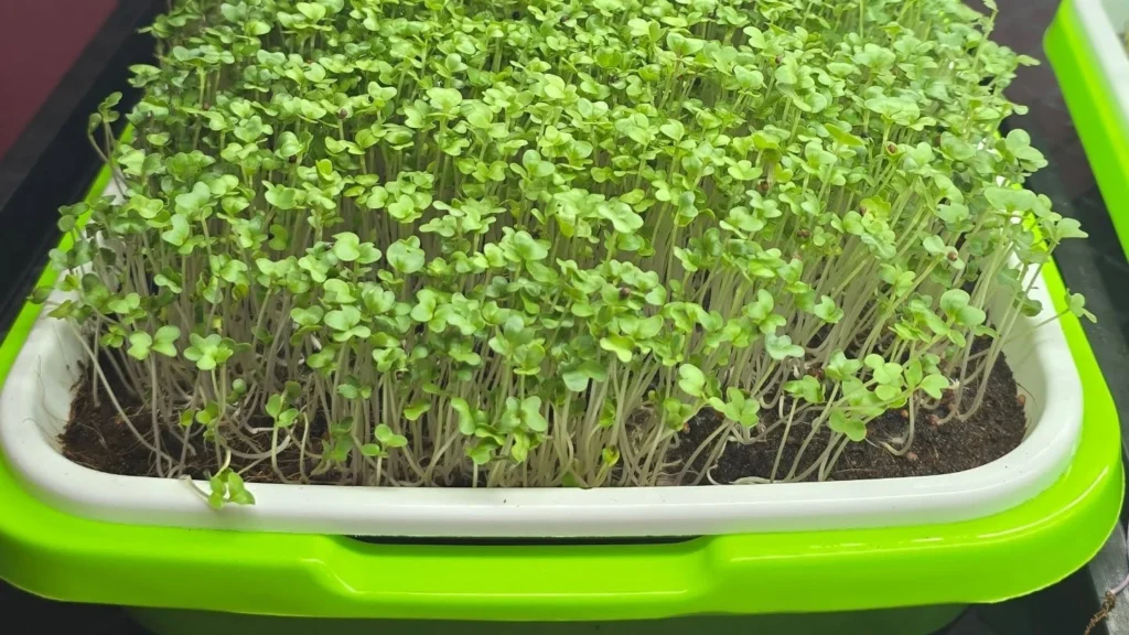 Broccoli Microgreens