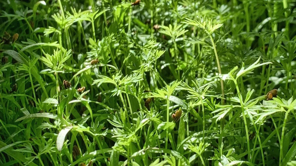 How to Grow Carrot Microgreens at Home: Benefits, Nutrition, and Easy Recipes