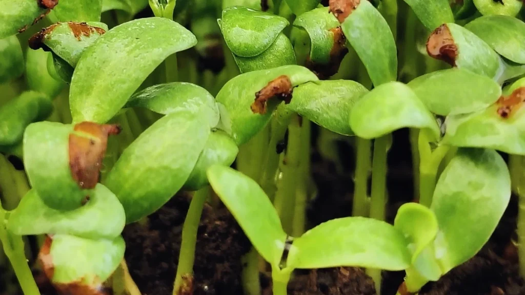 Fenugreek Microgreens