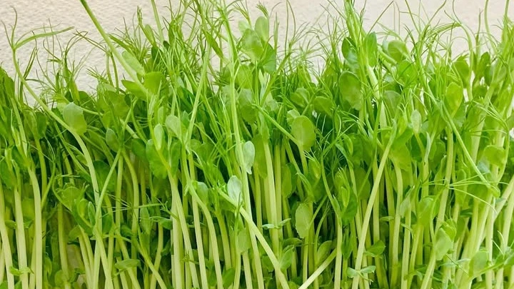 How to Grow Pea Microgreens: A Simple Step‑by‑Step Guide