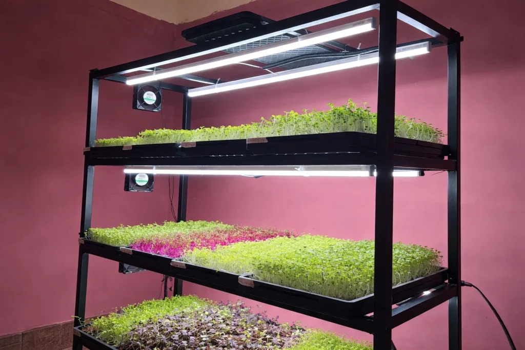 Best Indoor Microgreens Growing Setup: Home & Small-Scale Profit Ideas