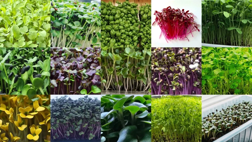core 8 Microgreens
