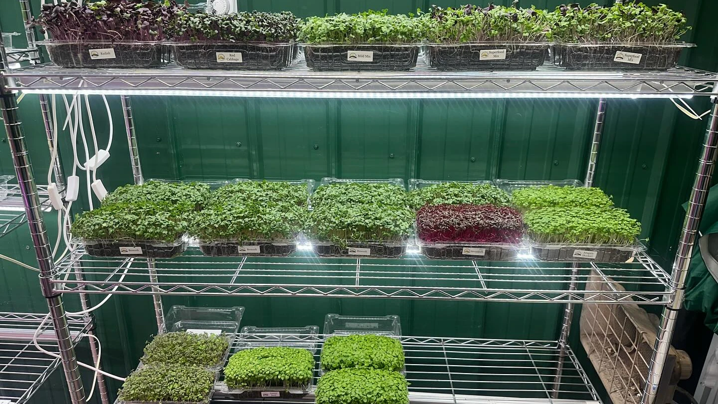 View of Maximizing Small Spaces: Microgreens Vertical Farming