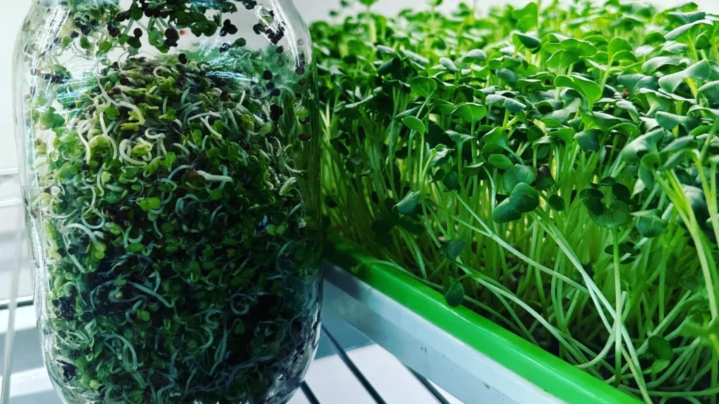 Microgreens vs Sprouts: Key Differences & Which Is Healthier