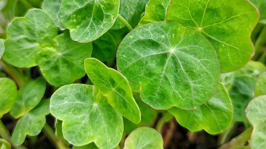 How to Grow Nasturtium Microgreens: Health Benefits & Easy Recipe