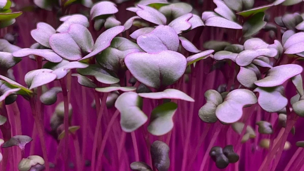 How to Grow Red Cabbage Microgreens: Benefits and Easy Recipes