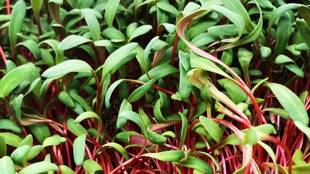 Swiss Chard Microgreens