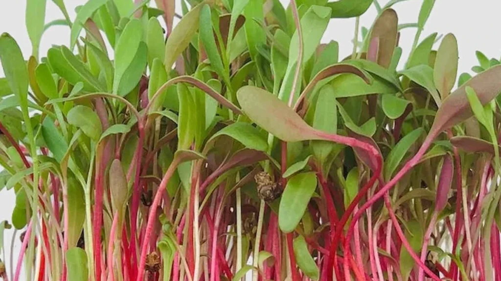 How to Grow Swiss Chard Microgreens at Home: Health Benefits + Easy Recipes