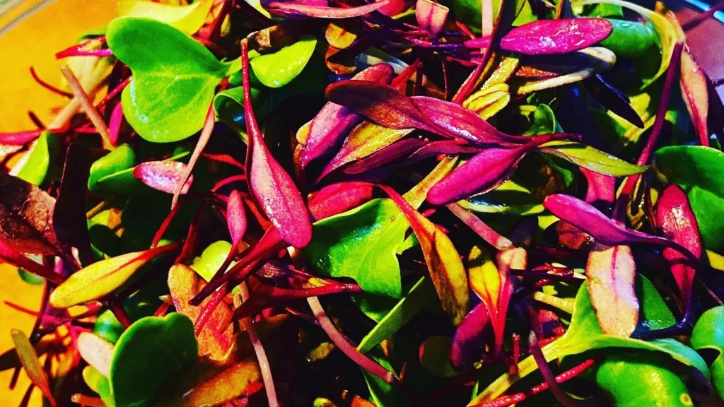 How to Grow Radish China Rose Microgreens at Home: Benefits & Recipes