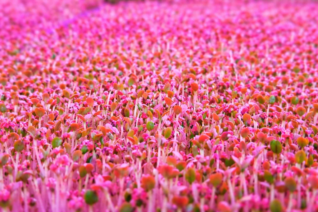 Red Clover Microgreens: How to Grow Indoors, Health Benefits & Uses