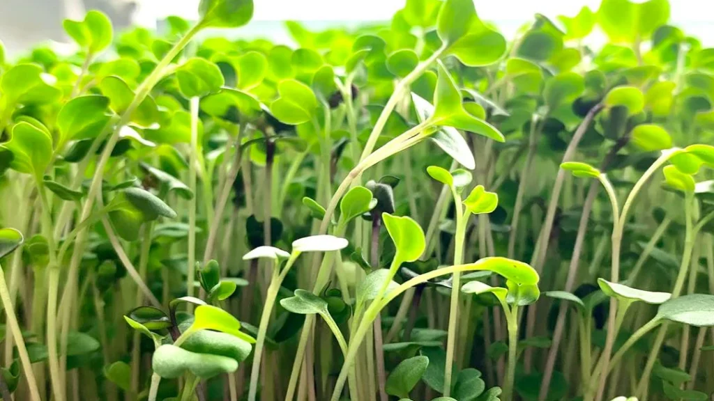 Why Are Microgreens More Nutritious? Science-Backed Benefits Explained