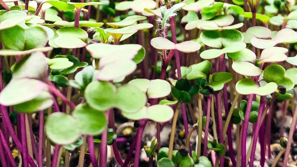 How to Grow Red Russian Kale Microgreens: Benefits, Yield & Easy Recipes