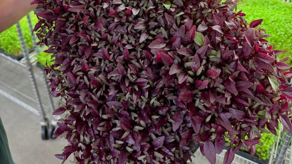 Amaranth microgreens
