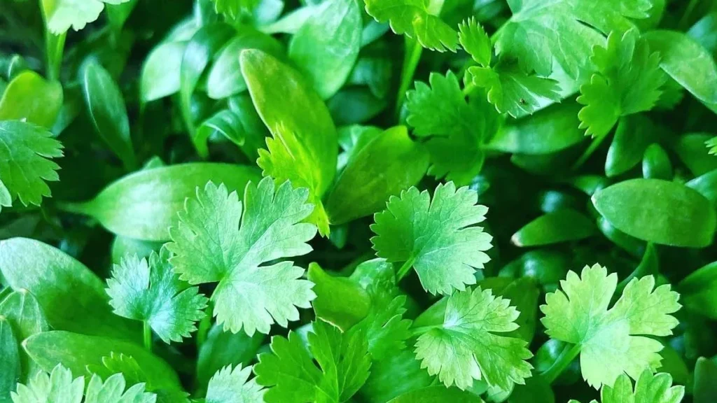 Cilantro Microgreens
