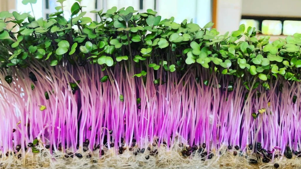Kohlrabi Microgreens