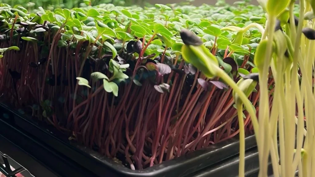 Microgreens Business: Beginner Step-by-Step Plan (No Guesswork)