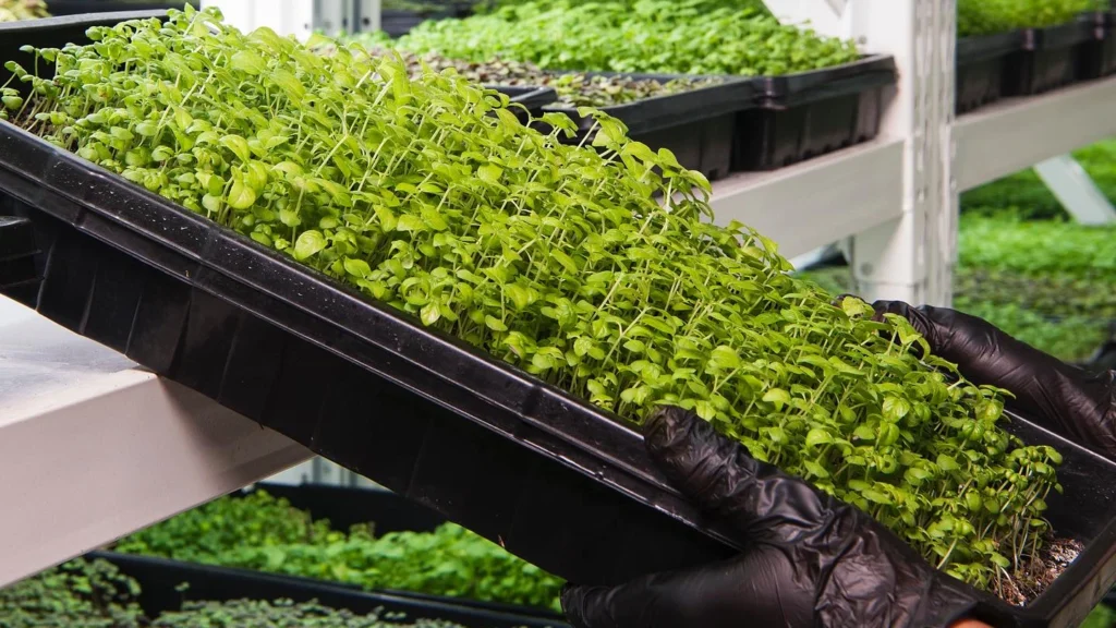 Microgreens Business in 2026: Is It Worth It? Real Profit Guide