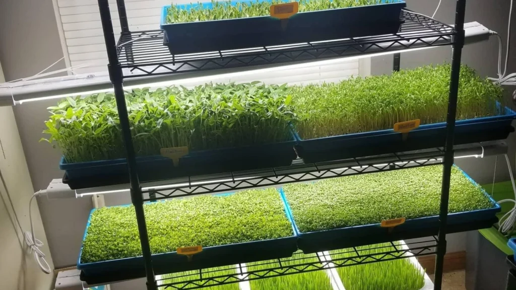 Microgreens Business: How to Earn $1,000+/Month With 1 Rack