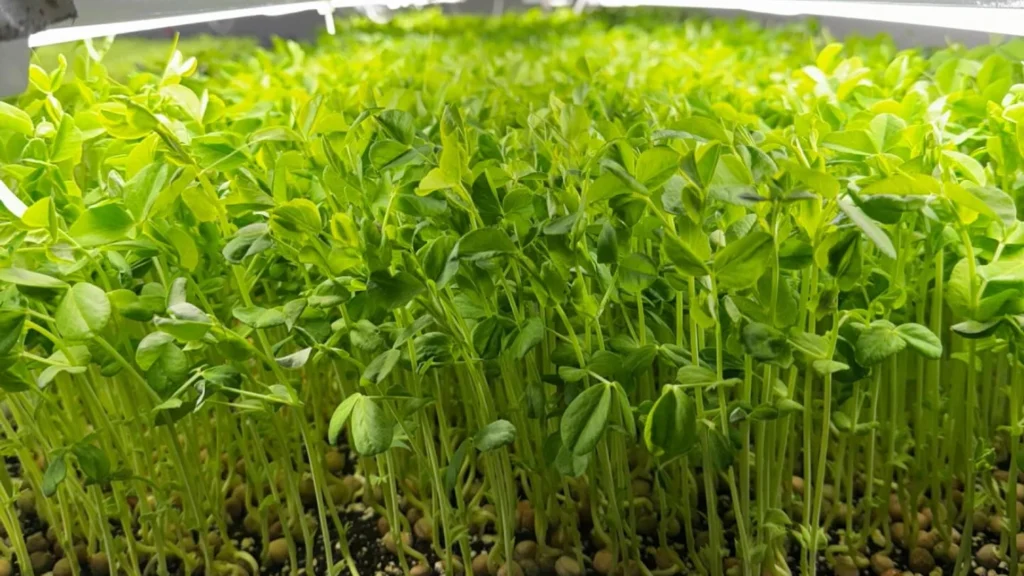 Pea Shoots