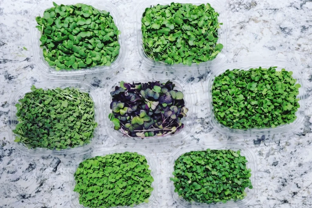 The Green Gold Rush: Why the Microgreens Business in 2026 Is Booming Right Now